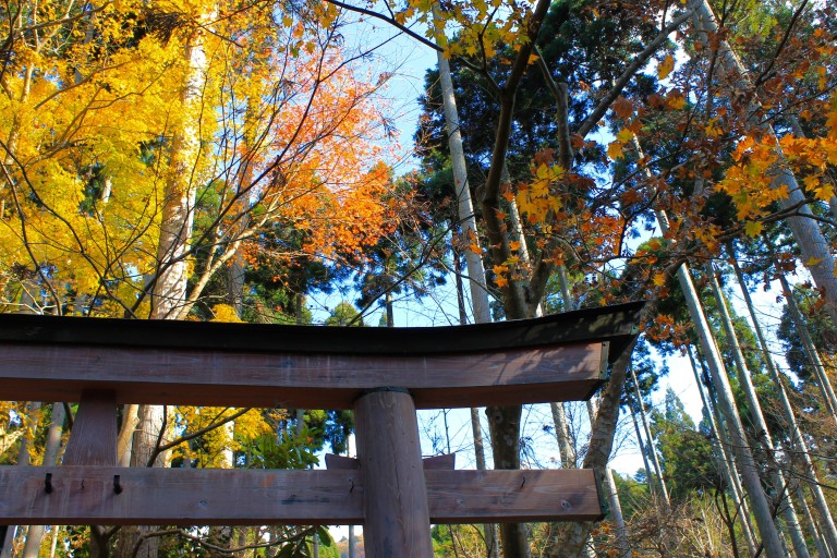 Kinh nghiệm du lịch Nhật Bản mùa lá đỏ